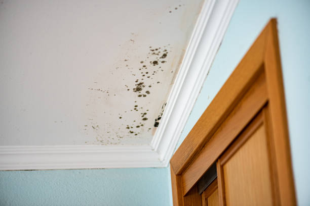 Best Mold Testing and Inspection Services in University Of Lifornia Santa Barbara, CA