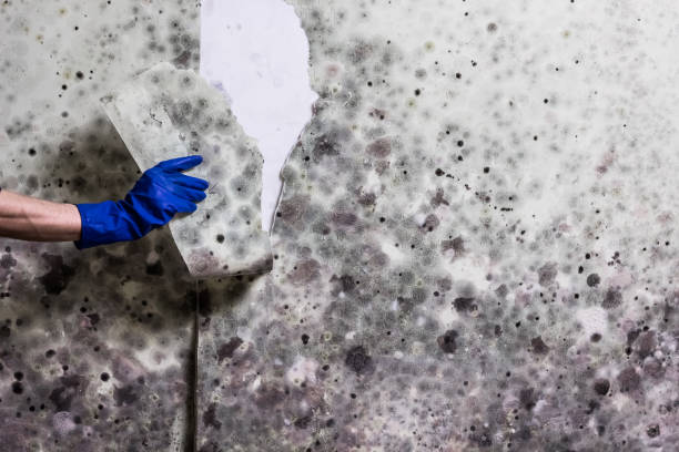 Best Emergency Mold Remediation in University Of Lifornia Santa Barbara, CA